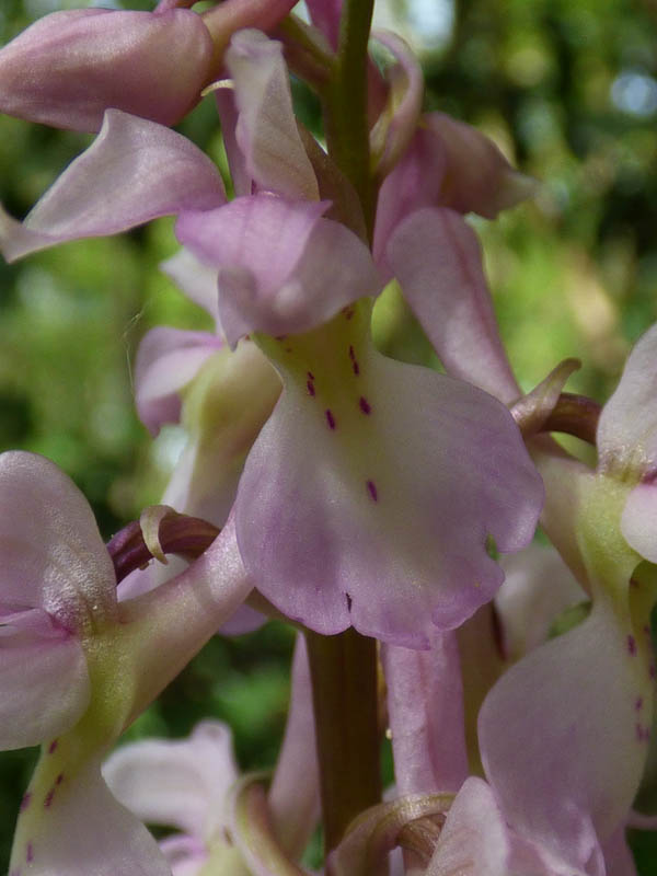 Orchis mascula 'rosea'